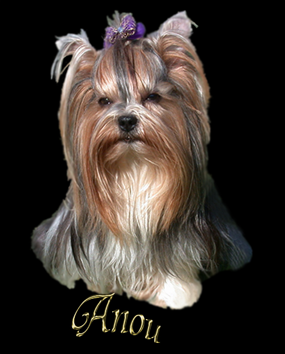 ANIOU-AMIGA