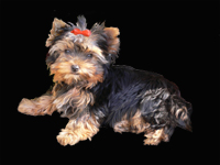 YORKIE LENI